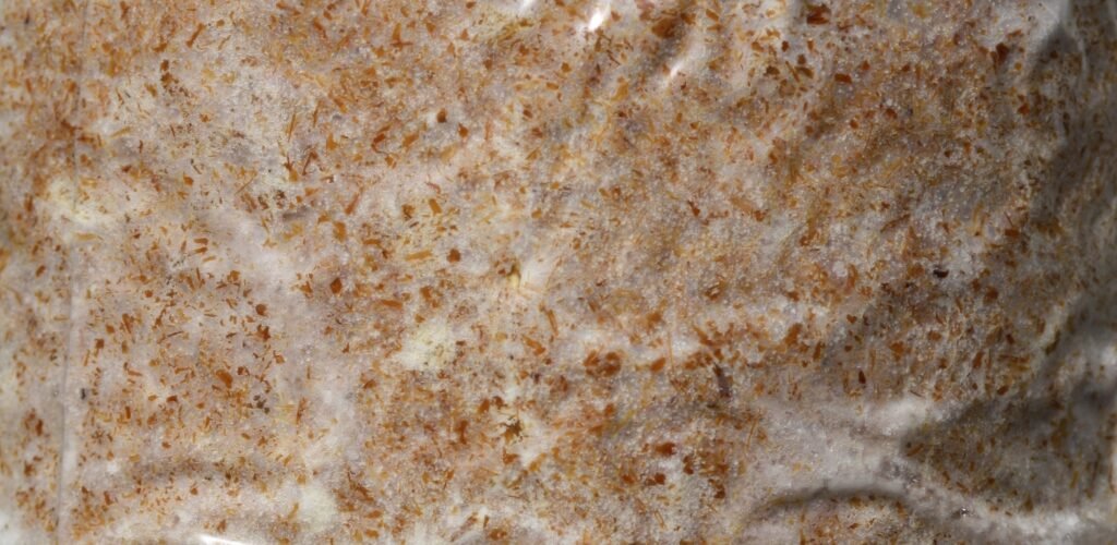 egészséges szürke laskagomba micéliummal 100%-ban kolonizált gomba termőblokk