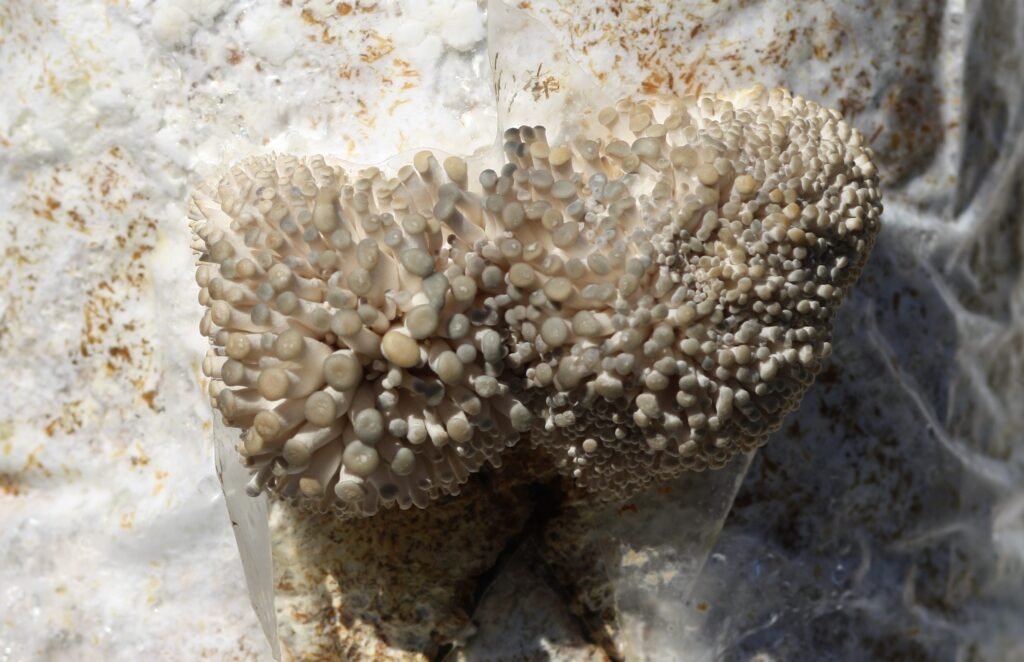 growshroom gombatermesztő készlet szürke laskagomba termőblokkon megjelenő bébi gomba, pinek