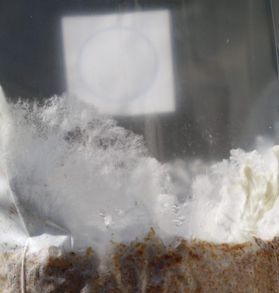 egészséges szürke laskagomba micélium oxigén után kutatva a gomba termőblokkról a zacskó oldalára kúszik fel