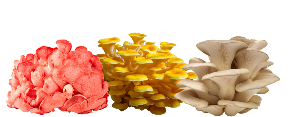 growshroom gombatermesztő készlet fajták: rózsaszín laskagomba, aranysárga laskagomba és szürke laskagomba termés