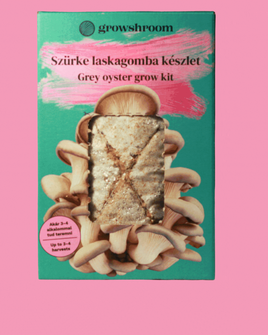 szürke laskagomba timelapse gif