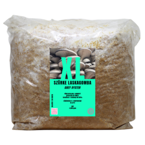 Szürke laskagomba XL termőblokk (Pleurotus ostreatus)