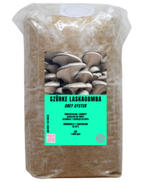 Szürke laskagomba termőblokk (Pleurotus ostreatus)