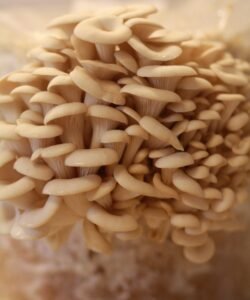 Türelem! growshroom szürke laskagomba még nem szüretre kész