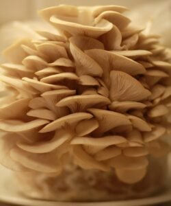 Most szedd le! growshroom szürke laskagomba szüretre kész