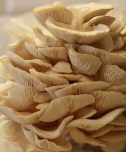 Tovább ne várj! growshroom szürke laskagomba megkésett szüret